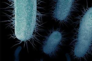 Los científicos llaman "bacterias pesadilla" a las enterobacterias resistentes a los carbapenemas o ERC.