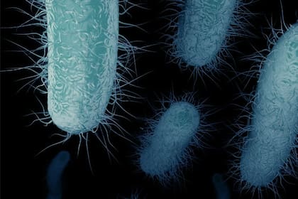 "El balance global del impacto de la pandemia de Covid en la resistencia antimicrobiana es negativo", señaló Alejandra Corso, jefa del Servicio de Antimicrobianos del Anlis Malbrán
