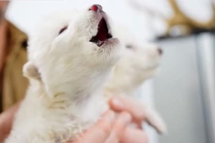 Los científicos lograron crear tres embriones que fueron implantados en tres hembras lobo gris