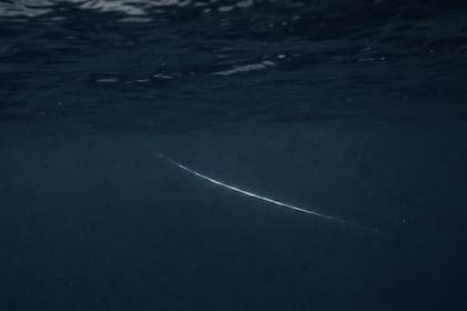 Los científicos nunca pudieron determinar el origen del te lapa