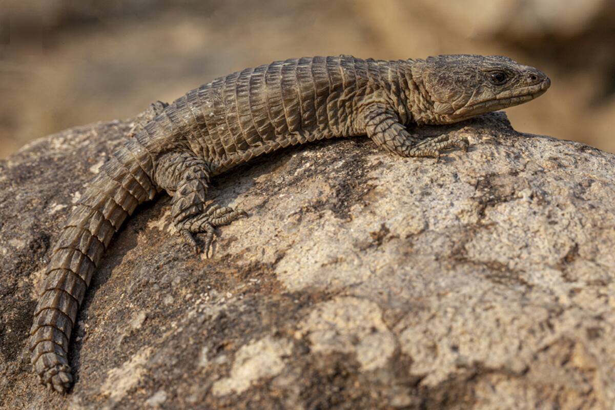 Los científicos redescubrieron al Cordylus angolensis y además encontraron una nueva especie de lagarto que habita la misma zona de las tierras altas de Angola