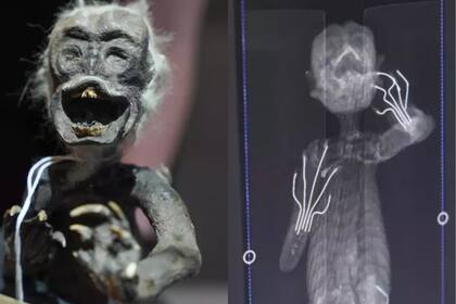 Los científicos resolvieron el misterio detrás de la “momia sirena”: de qué especie se trata
