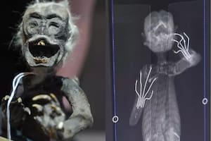 Los científicos resolvieron el misterio detrás de la “momia sirena”: de qué especie se trata