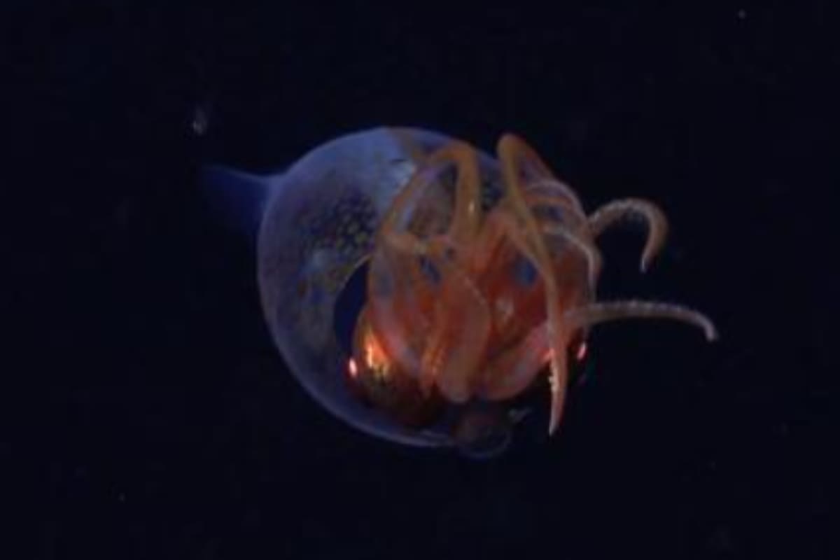 Los científicos se encontraron con el calamar colosal (Foto: SuBastian del Schmidt Ocean Institute)