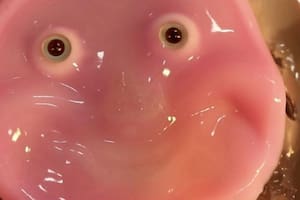 Los científicos se inspiraron en los ligamentos de la piel humana para lograr un prototipo de robot que puede sonreír.
