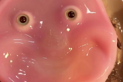 Los científicos se inspiraron en los ligamentos de la piel humana para lograr un prototipo de robot que puede sonreír.