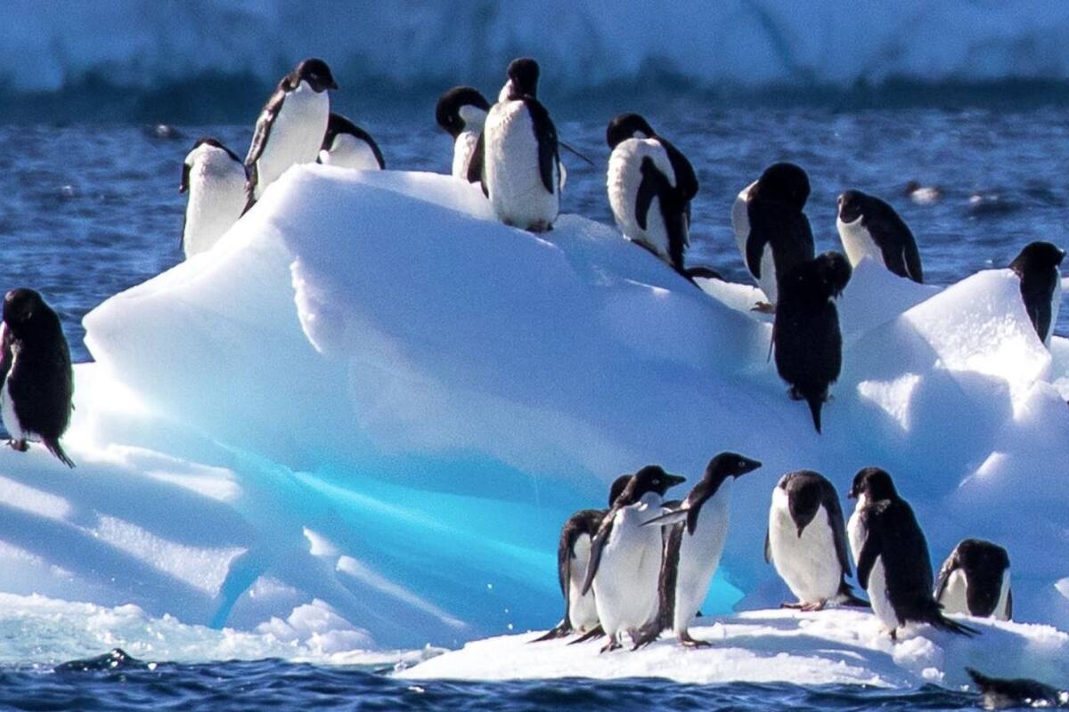 Los científicos señalan que los pingüinos parecen ser más resistentes de lo que se temía, pero el virus de la gripe aviar hace estragos en otras especies