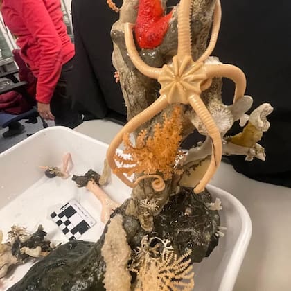 Los científicos toman muestras del fondo marino para analizarlas fuera del agua (Foto: @nadia.coralina)