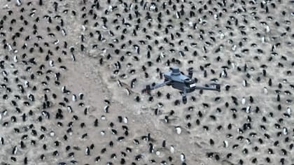Los científicos utilizaron drones y dispositivos de seguimiento para estudiar la colonia de pingüinos