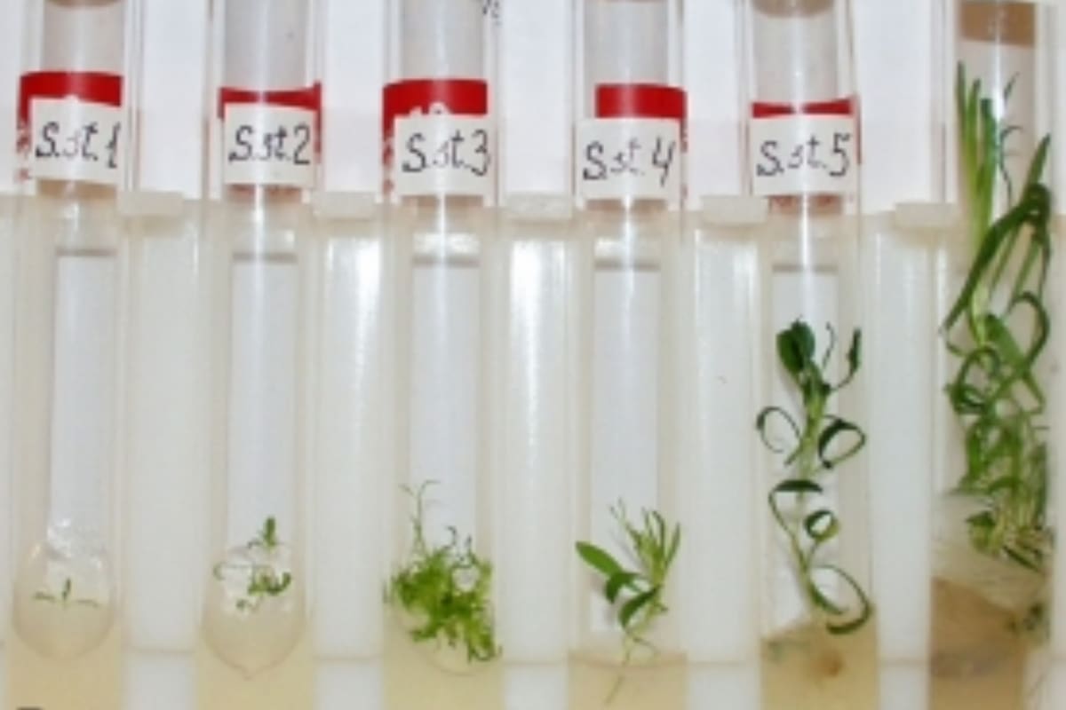 Los científicos utilizaron la tecnología de clonación para extraer el material genético de las vainas antiguas y como resultado pudieron criar 36 plantas