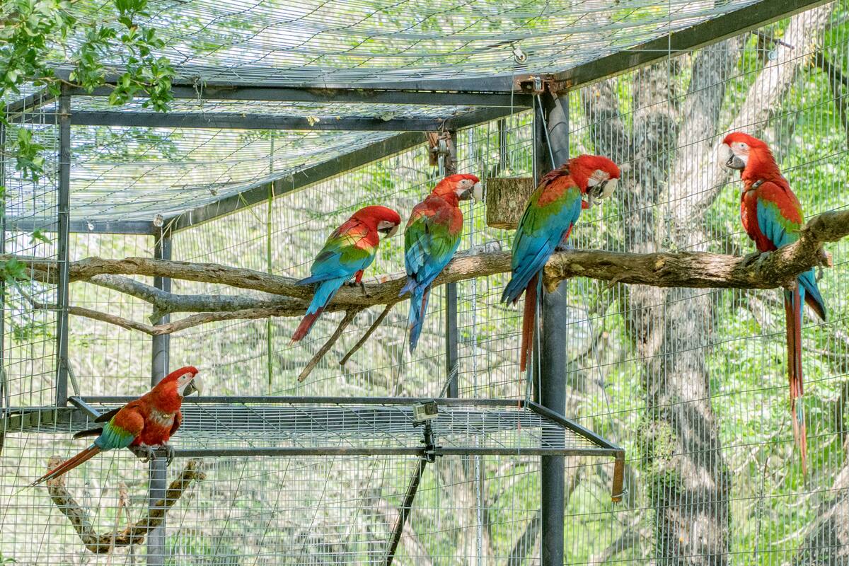 Los cinco individuos nacieron a fines de 2020 en el Bioparque Temaikèn