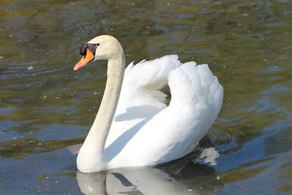 Los cisnes, agresivos por naturaleza, solo atacan para proteger su entorno