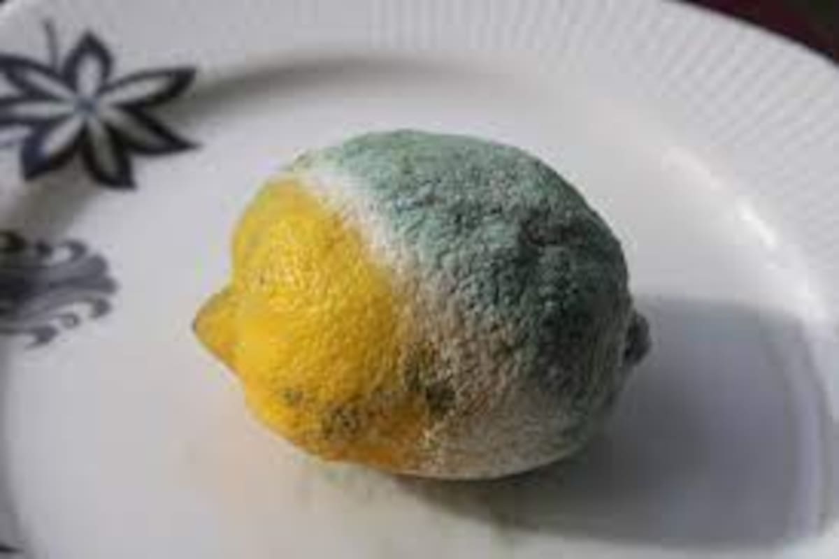 Los cítricos en estado de descomposición son poderosos repelentes de las hormigas