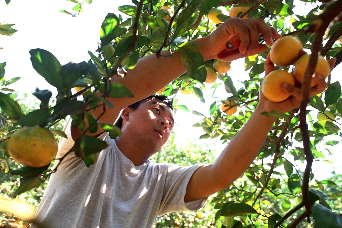 Los cítricos, otra economía regional en dificultades