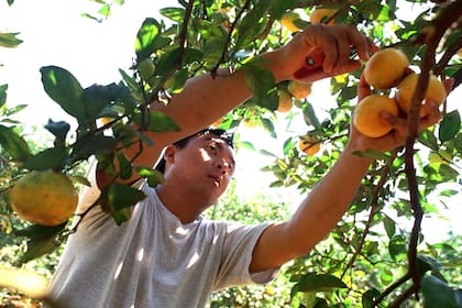 Los cítricos, otra economía regional en dificultades