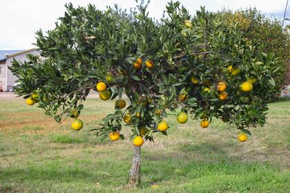 Los cítricos, ricos en vitamina C, son el antídoto más popular contra los estados gripales del otoño invierno