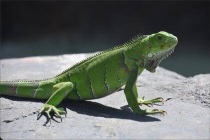 Los ciudadanos deben tener cuidado al toparse con iguanas congeladas debido a que pueden despertarse repentinamente
