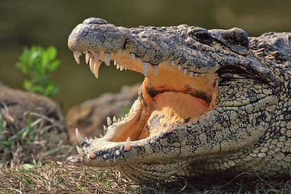 Los cocodriliformes que se alimentaban de plantas aparecieron al principio de la historia evolutiva del grupo