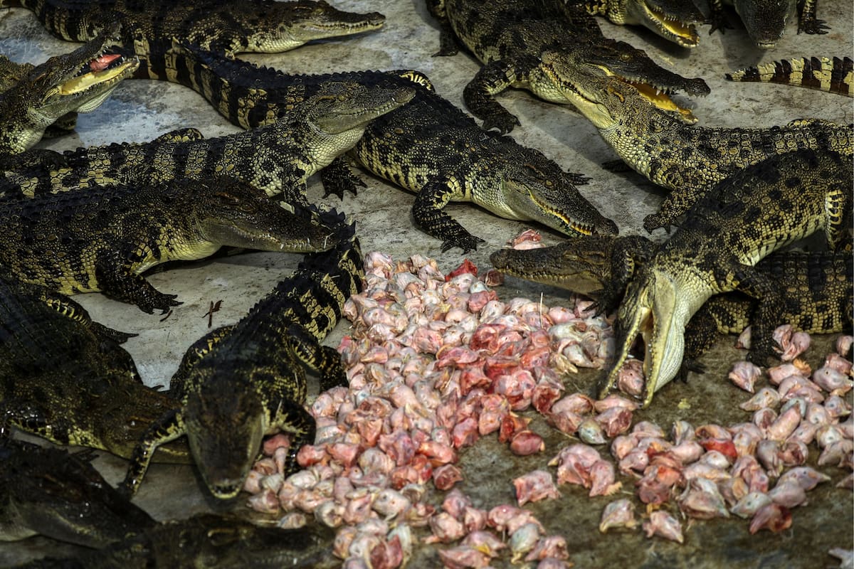 Los cocodrilos comen pollos en el zoo de Tigre de Sriracha en la provincia de Chonburi, Tailandia