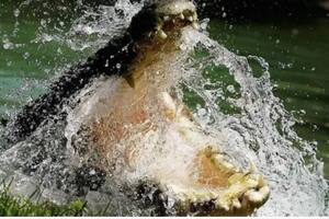 Los cocodrilos de agua salada fueron cazados casi hasta su extinción en el Territorio del Norte de Australia; ahora están prosperando