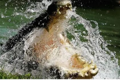 Los cocodrilos de agua salada fueron cazados casi hasta su extinción en el Territorio del Norte de Australia; ahora están prosperando