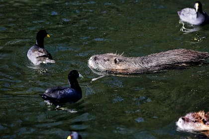 Los coipos, que aumentaron en número cuando fueron relocalizados los gansos, conviven con otros especies de aves y peces