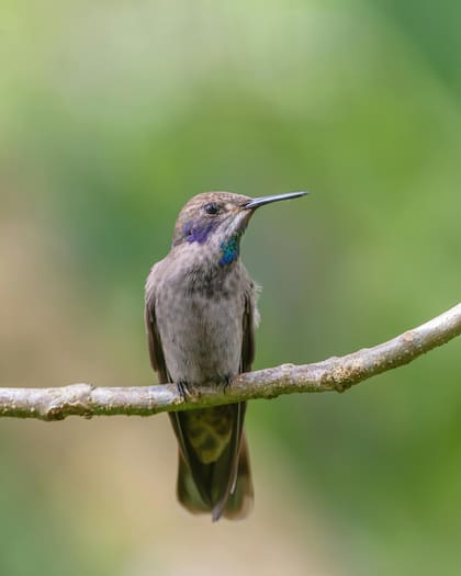 Los colibríes cambian su metabolismo de noche para sobrevivir