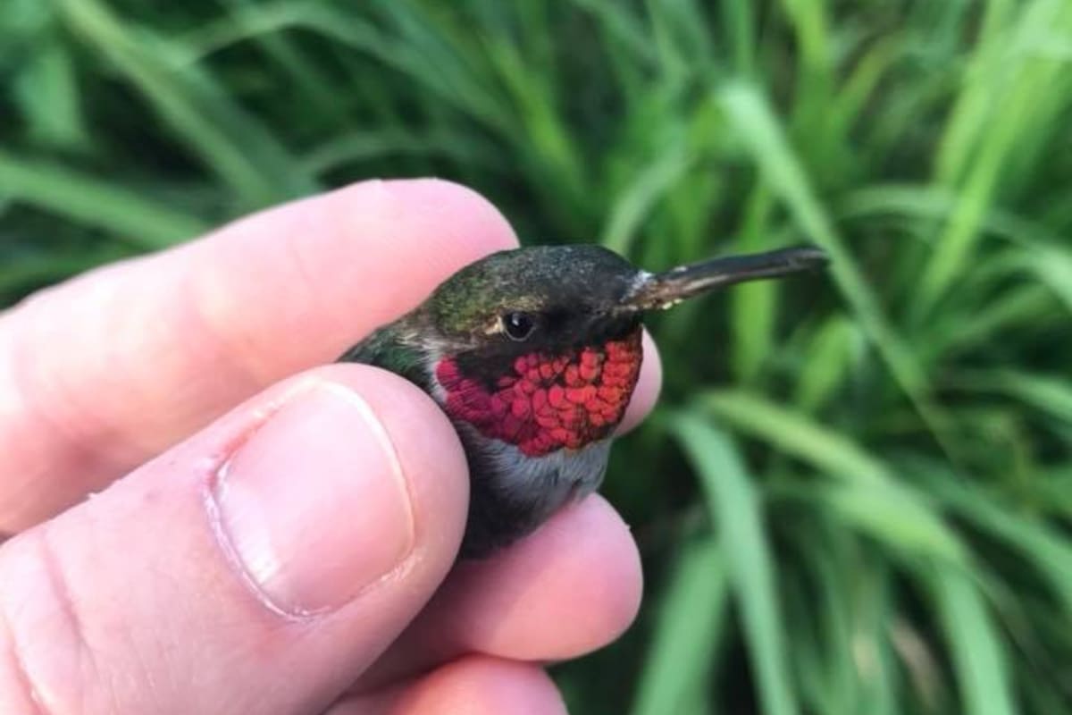 Los colibríes que llegarán al lago de Texas pesan lo mismo que una moneda de un centavo de dólar