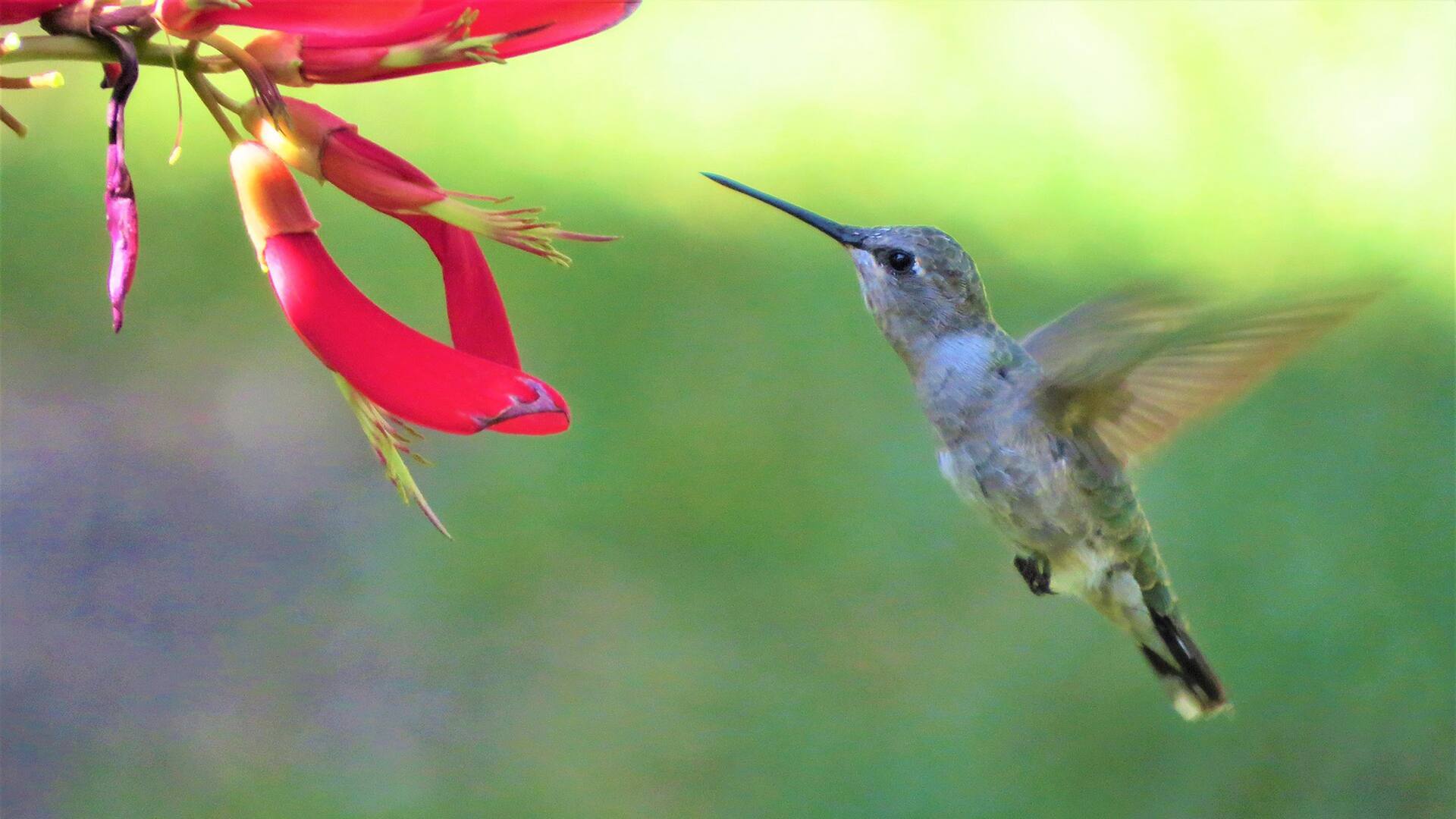 Los colibríes tienen la capacidad de hacer vuelos extraordinarios, tienen un plumaje metalizado
que puede cambiar según la forma en que incide la luz; a la sombra se apagan los brillos. También son aves sorprendentemente territoriales y muy agresivas. Pueden ser aguerridas cuando deben defender su cría o un sector con las plantas de las que se alimentan.