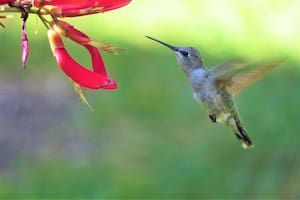 Los colibríes tienen la capacidad de hacer vuelos extraordinarios, tienen un plumaje metalizado
que puede cambiar según la forma en que incide la luz; a la sombra se apagan los brillos. También son aves sorprendentemente territoriales y muy agresivas. Pueden ser aguerridas cuando deben defender su cría o un sector con las plantas de las que se alimentan.