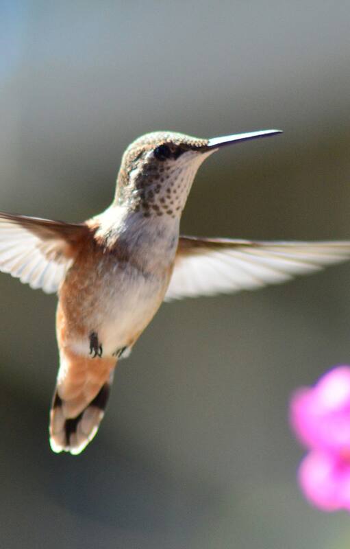 Los colibríes tienen la capacidad de hacer vuelos extraordinarios, tienen un plumaje metalizado
que puede cambiar según la forma en que incide la luz; a la sombra se apagan los brillos. También son aves sorprendentemente territoriales y muy agresivas. Pueden ser aguerridas cuando deben defender su cría o un sector con las plantas de las que se alimentan.