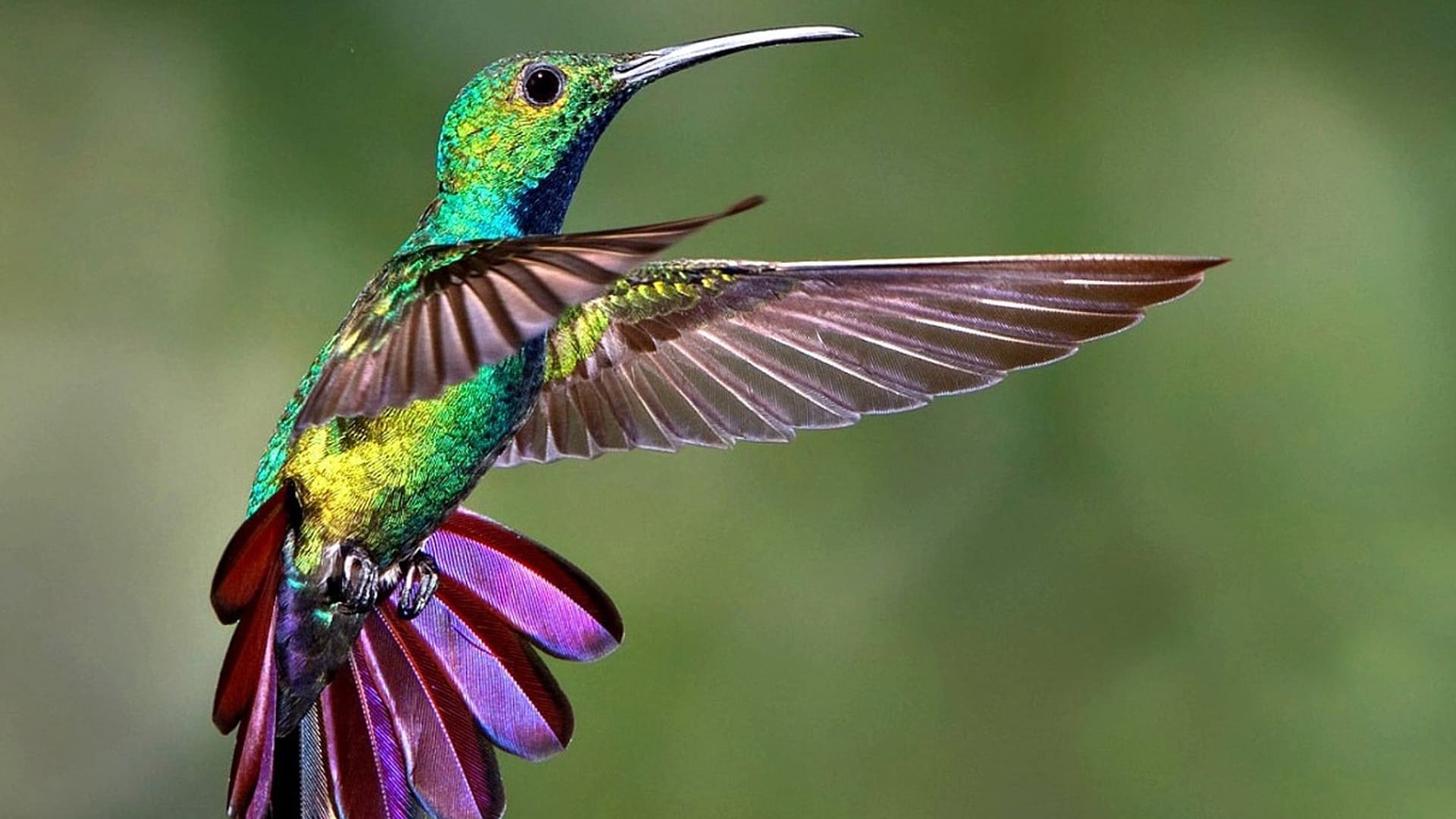 los colibríes ven colores que los humanos solo pueden imaginar