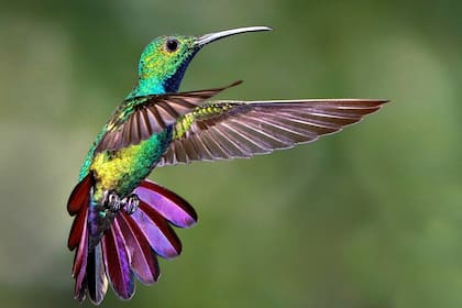 los colibríes ven colores que los humanos solo pueden imaginar