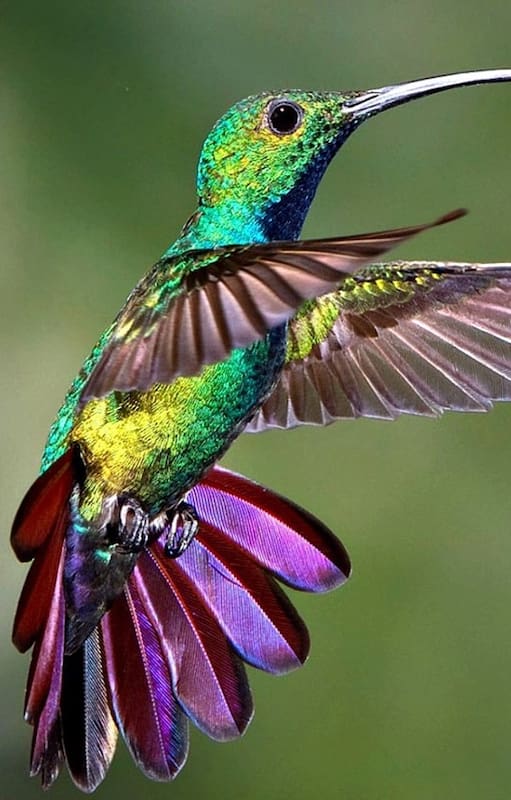 los colibríes ven colores que los humanos solo pueden imaginar