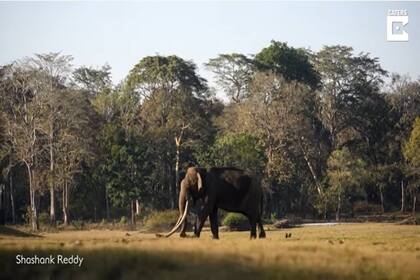 Los colmillos de este elefante asiático miden más de 1,80 metros de longitud