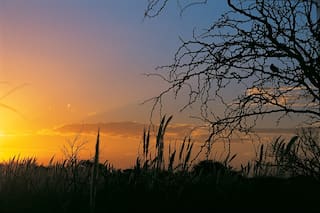 El canto de los teros y las elecciones