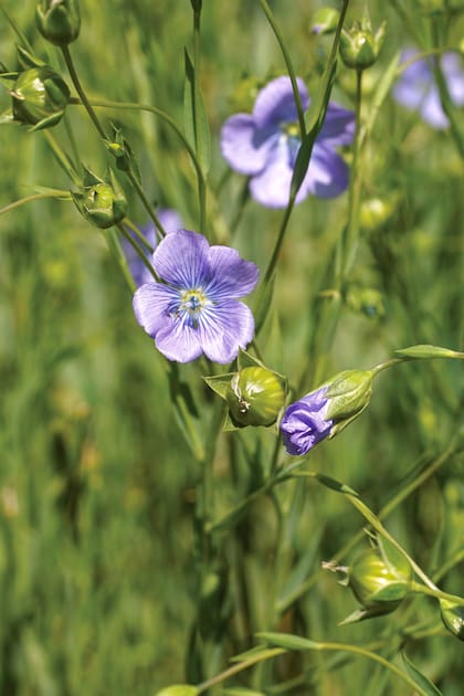 Los colores fríos, como el azul, el blanco y el violeta, tienen la capacidad de crear espacios relajantes y tranquilos