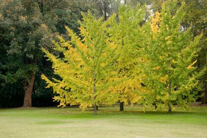 Los colores otoñales de muchos árboles, como el gingko, no pasan inadvertidos y se destacan como punto focal