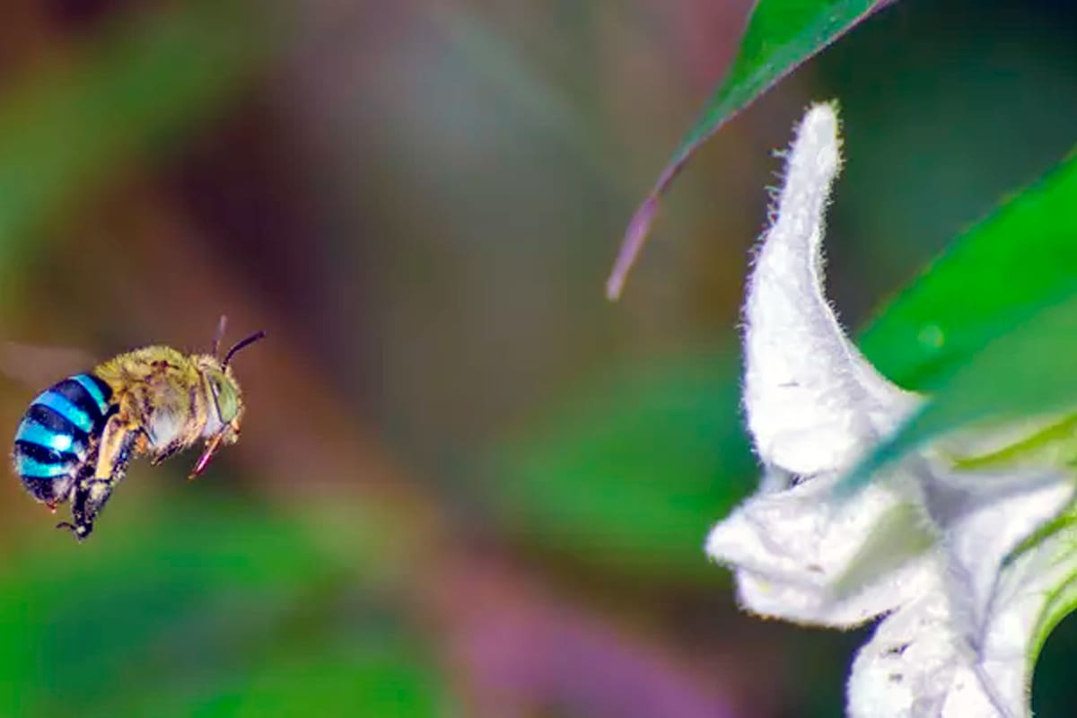 Los coloridos insectos pueden encontrarse a lo largo y ancho de Australia con sus distintivas rayas que la hacen inconfundible.