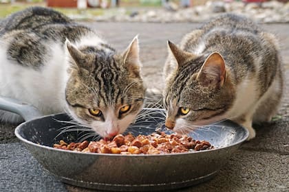 Los componentes clave que hoy se consideran fundamentales en la nutrición funcional de las mascotas. Su origen orgánico y su perfil nutricional lo posicionan como una de las apuestas emergentes en la nueva generación de alimentos para perros y gatos