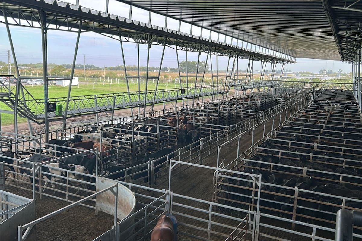 Los compradores ejercieron demanda selectiva y las ventas tuvieron poca competencia por parte de los operadores de compra y valores con bajas respecto a los registrados en la rueda de ayer en casi todas las categorías y clasificaciones