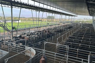 Demanda selectiva y precios en baja en el Mercado Agroganadero de Cañuelas