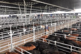 Demanda selectiva y precios en baja en el Mercado Agroganadero de Cañuelas