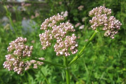 Los compuestos bioactivos de la valeriana ejercen su efecto terapéutico a través de múltiples vías neuroquímicas