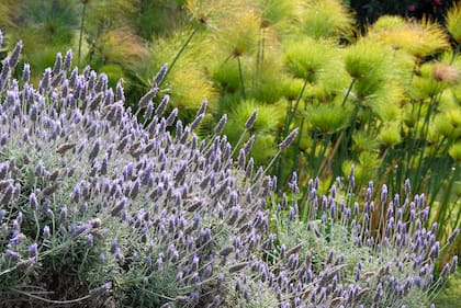 Los compuestos de la lavanda provocan alteraciones en los mosquitos que explican su acción repelente