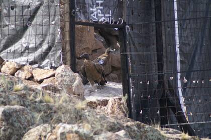 Los cóndores, en el momento en que les abrieron la puerta del refugio de presuelta