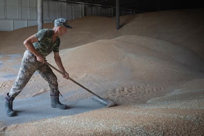 Los conflictos bélicos siguen influyendo sobre el rumbo de los precios internacionales del trigo