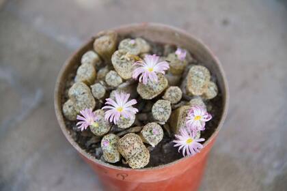 Los Conophytum crecen en otoño e invierno, cuando requieren protección de heladas severas. Les gusta el sol de la mañana y suelo con arena y piedras. El riego debe ser desde otoño hasta la primavera.