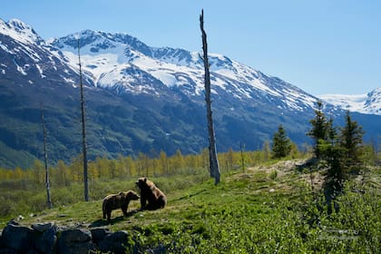 Los consejos de los expertos sobre cómo actuar ante la presencia de un oso