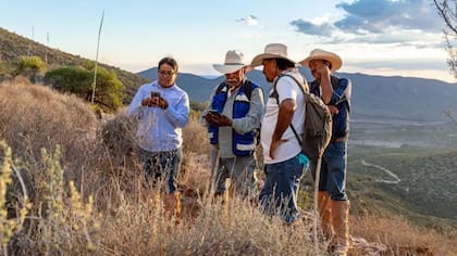 Los conservacionistas están plantando agaves en el corredor de néctar por donde migran los murciélagos